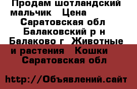 Продам шотландский мальчик › Цена ­ 3 000 - Саратовская обл., Балаковский р-н, Балаково г. Животные и растения » Кошки   . Саратовская обл.